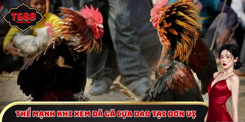 Thế mạnh khi xem đá gà cựa dao tại đơn vị